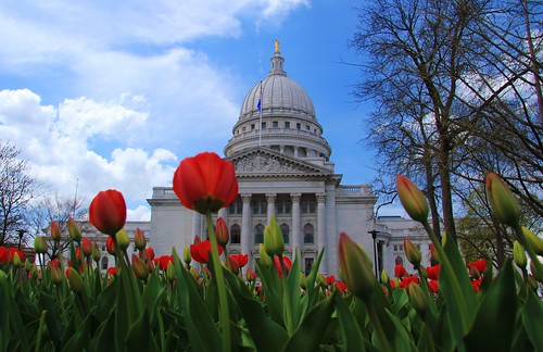 flowers blue trees sky flower wisconsin clouds canon downtown day cloudy capitol madison tulip flowering madisonwi wi springtime madisonwisconsin isthmus t2i