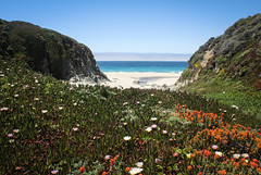 Calla Lilies Valley at Garrapata State Beach - Carmel, California