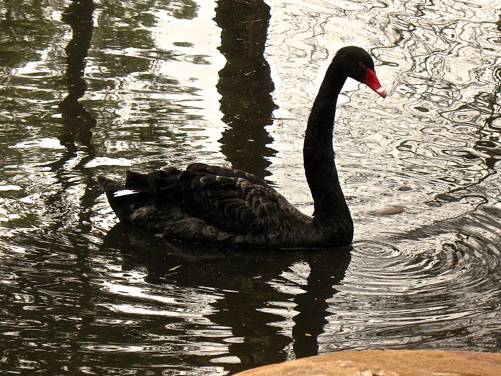A Black Swan