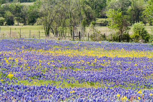 flower texas bluebonnet wildflower