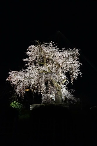 祇園枝垂桜