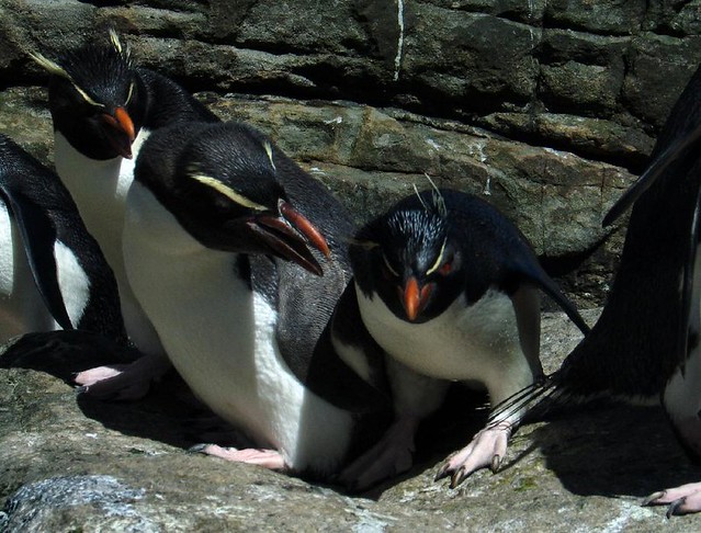 Snares Penguin (Eudyptes robustus)