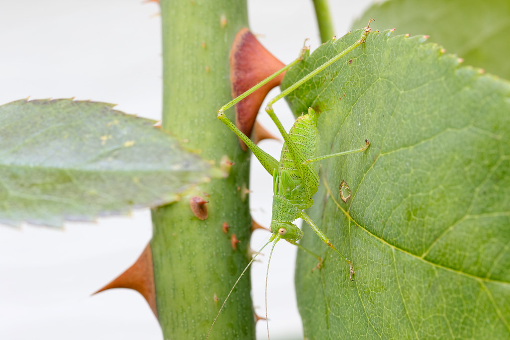 A female fork-tailed busy katydid nymph stands vertically on a rose leaf