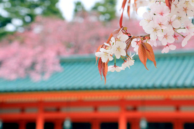 Heian Jingu Shrine Kyoto, Cherry Blossom Show 平安神宮〜京都 桜案内