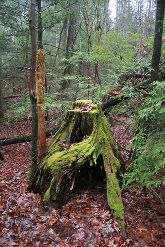 park canon outdoors moss tennessee stump greenmoss bigsouthforknationalriverandrecreationarea slavefallsloop electricgreenmoss