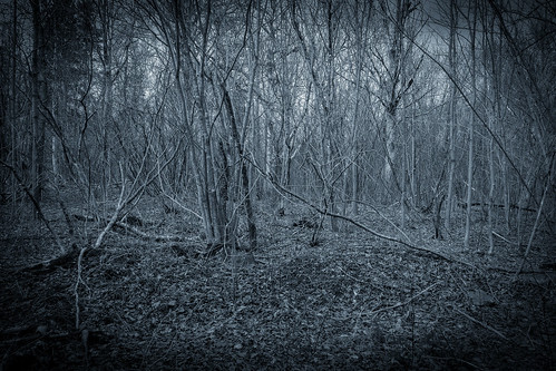 forest woods fujixe1
