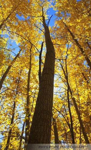 blue autumn sky tree fall up yellow forest canon woods filter bathurst oberon lithgow 500d polarizing rhyspope