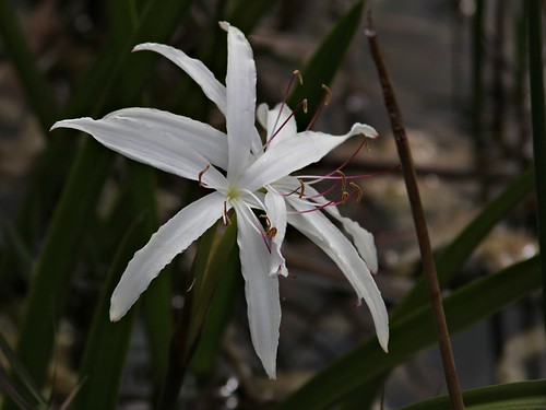 Marsh Lily 20130409