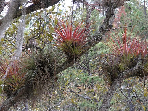 flowers plants latinamerica forest mexico flickr oaxaca 2007 mex gpsapproximate