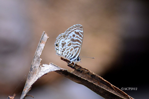 blue india macro nature closeup butterfly insect leaf nikon lepidoptera zebra nikkor karnataka 70300mm 1793 papilionidae butterflymacro d5100 ranibennur leptotespliniusfabricius nikond5100