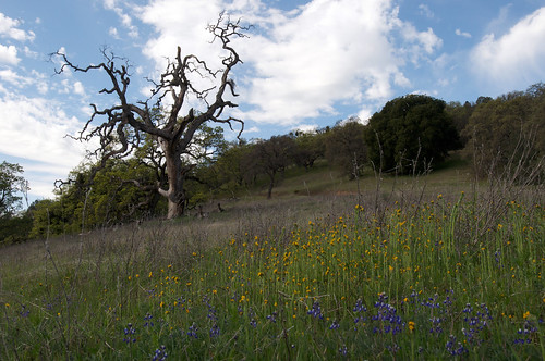 california flower tree morganhill santaclaracounty d300 henrycoestatepark santaclaracountycalifornia