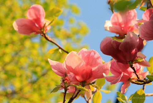 flower color tree nature canon europe blossom sunny clear jar bloom magnolia slovensko slovakia palo bratislava garde bartos kver trnavka bartoš