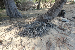 Exposed sandy roots