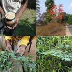 Medicinal Rice Formulations from Pankaj Oudhia’s Medicinal Plant Database