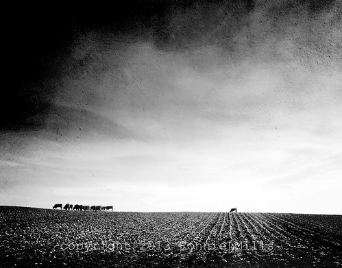 cows field dark clouds mono bw blackandwhite county down northern ireland nion d90 tamron 1024 magicunicornverybest gallery photography for recreation bwgalleryphotographyforrecreation ass