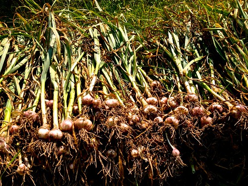 a pile of fresh pulled garlic