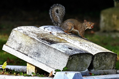 world uk wild animals found squirrel photos images buy british isles snapdecisions