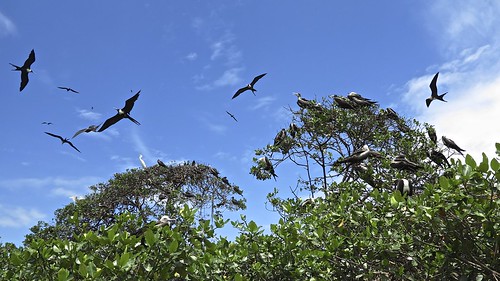 las naturaleza peru nature birds de landscape puerto outdoors aves isla pizarro tumbes manglares fragatas