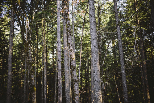 california statepark ca trees nature pine forest 35mm canon landscape eos woods f14 national trinity shasta norcal westcoast castlecrags castella 35l f14l shastatrinity 5dmkiii 5dmk3 5d3 5dmarkiii 5dmark3