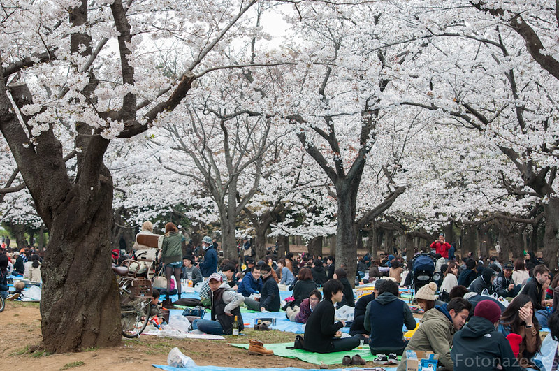 El Parque Yoyogi de Tokio y sus cerezos en flor (Hanami)