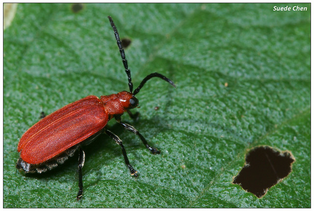 大紅薄翅螢金花蟲 Atysa brevithorax (Pic, 1928)