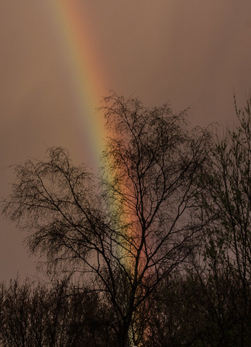 rainbow wfc swanseavalley