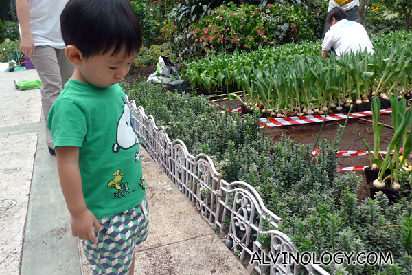 Asher inspecting the planted tulips