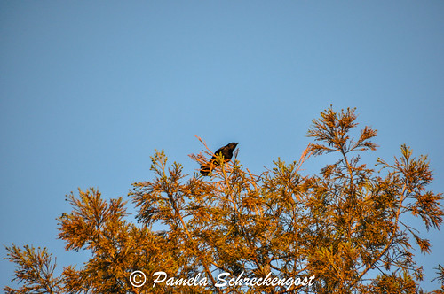 trees sunset bird americancrow foothillsmotel auburncalifornia pamelaschreckengost pamschreckcom ©2013pamelaschreckengost