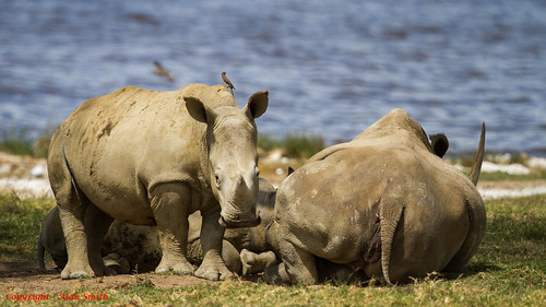 kenya rhino nakuru rhinoceros whiterhino