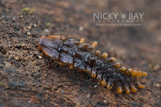 Trilobite beetle larva (Platerodrilus sp.) - DSC_9972