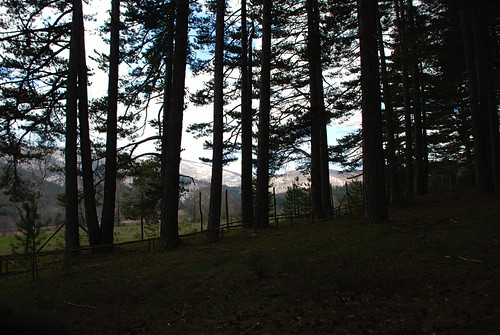 verde alberi natura montagna sila rami pini riserva silano welikesila