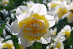 Daffodil - Photo of Crécy-en-Ponthieu