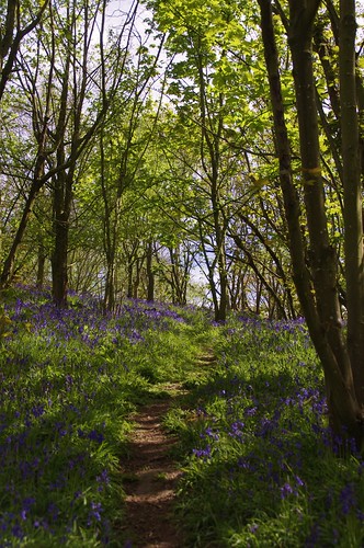 flowers blue trees sky sun bluebells way spring woods shine shropshire path caminhos senderos abbeywoods pathscaminhos