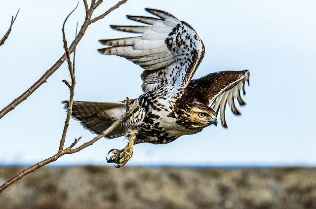 photo of a flying hawk