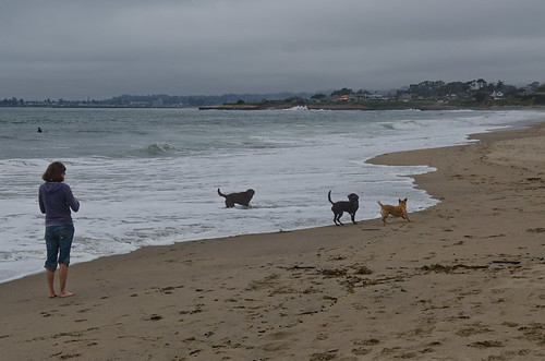 Dog beach santa cruz