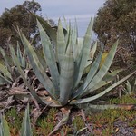 Cactus, Salt Pans, Santa Pola