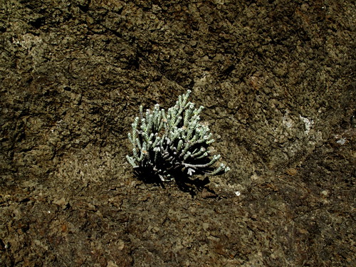 newzealand plant rock valley growing volcanic clarence helichrysum newzealandnative coralloides