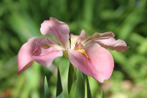 pink iris florida gainesville kanapahabotanicalgardens
