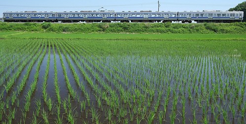 rural train scenery railway ricefield localtrain paddyfield fujifilmxe1 xf1855mmf284rlmois