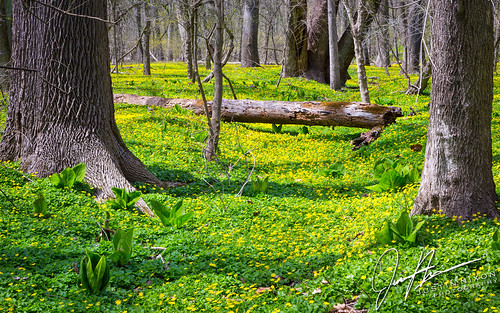 flowers trees forest landscape spring maryland baltimore groundcover patapscostatepark focusstacking