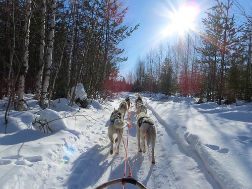 puppy arctic siberianhusky lapland dogsledding sleddogs kemi finalnd huskypuppy sleddogpuppies artci