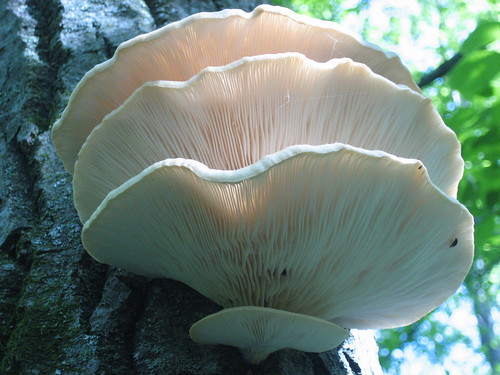Eric Julstrom mushroom
