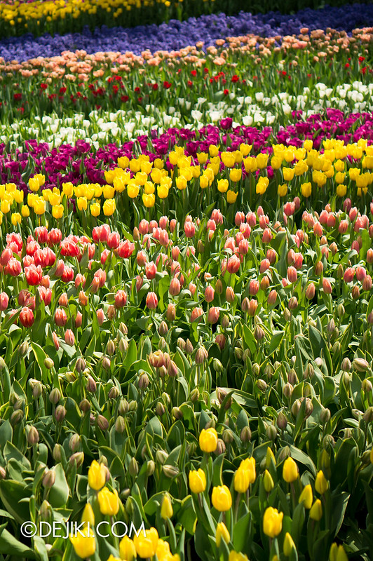 Gardens by the Bay Flower Dome - Tulipmania