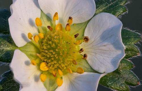 white flower yellow fruit photoshop strawberry blossom april cs6 canoneos7d canonef100mmf28lisusmmacro 30imagestack