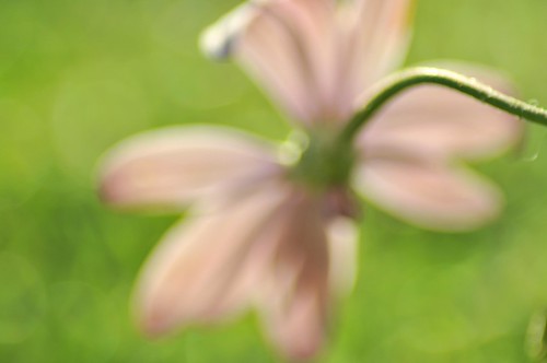 lighting pink blur flower macro art nature floral colors beautiful closeup composition painting spectacular artwork nikon focus soft pretty colours dof angle artistic bokeh pastel softness perspective sydney creative australia outoffocus depthoffield daisy dreamy framing delicate selectivefocus softtones pinkdaisy visualeffect colourtones angleofview pinkongreen bokehlicious nikond90 asingleflower bokehs bokehliciousflower