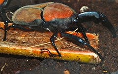 Giant Malayan Weevil (Macrochirus praetor)