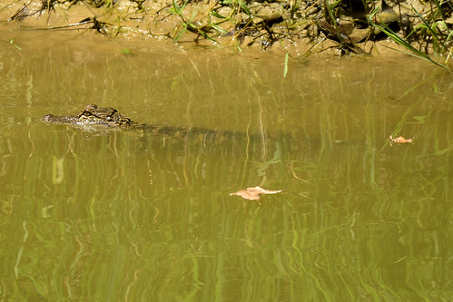 nature pond tx romayortx reptilesandamphibians murky alligatormississippiensis american alligator gator young