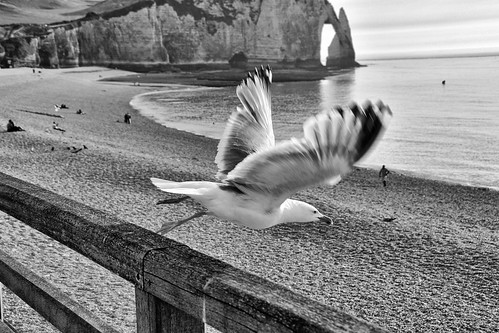 france beach landscape libertad freedom fly seagull gull playa paisaje normandie normandy francia gaviota étretat normandia vuelo ificould manuelatienzar mygearandme siyopudiera