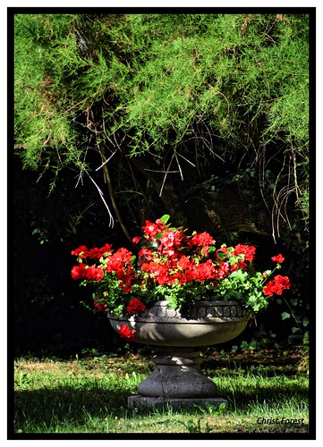 fleur rouge pot red geranium begonia flower vasque vert green vegetal vegetation jardin racines
