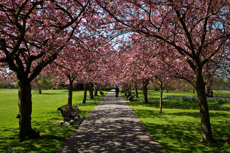Blossom in Greenwich Park | Greenwich Forum - Talk About Greenwich